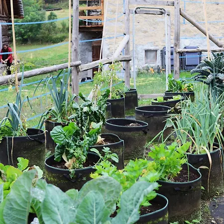 Tomidicarta * Trasquera